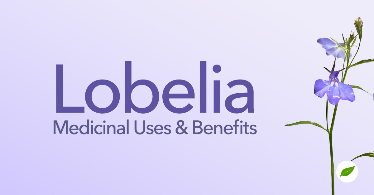 Lobelia-Uses