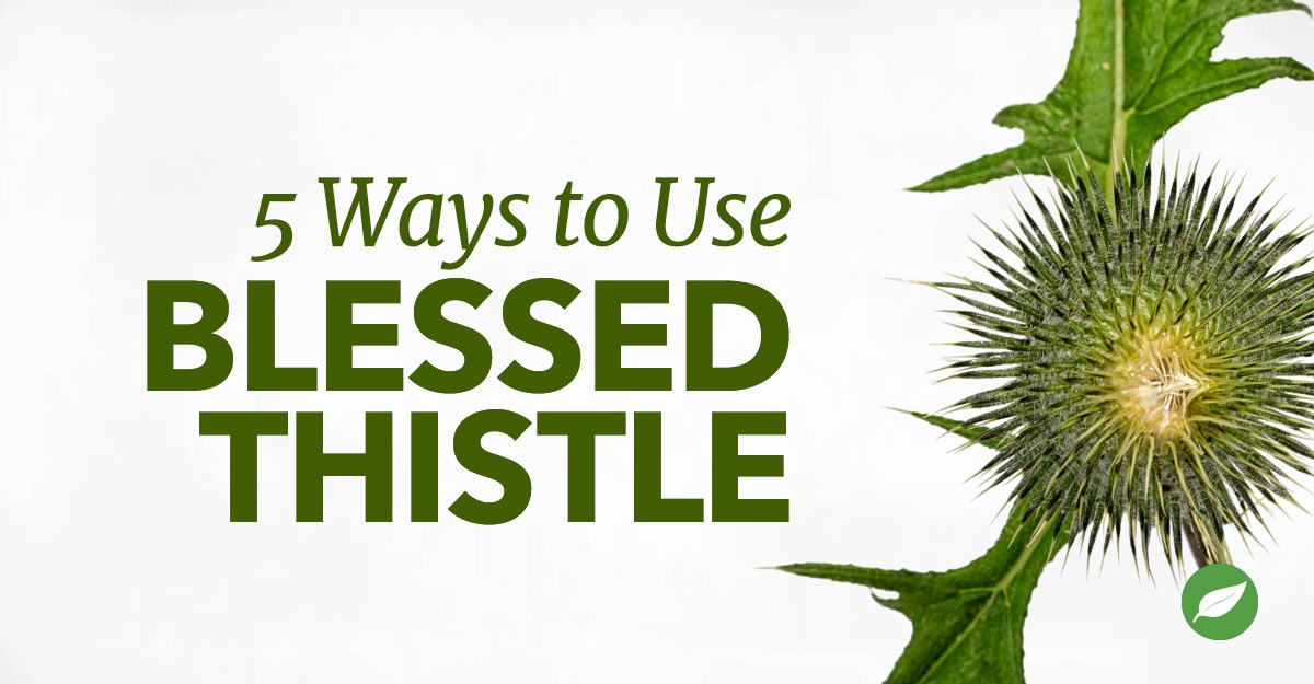 blessed thistle uses