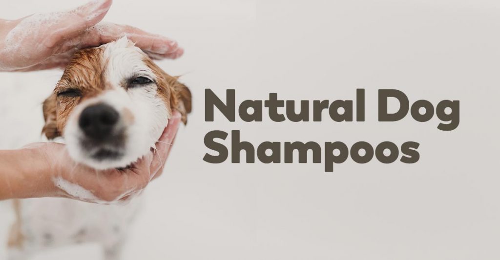 Learn about Chihuahua shampoos and soaps available from NHC!