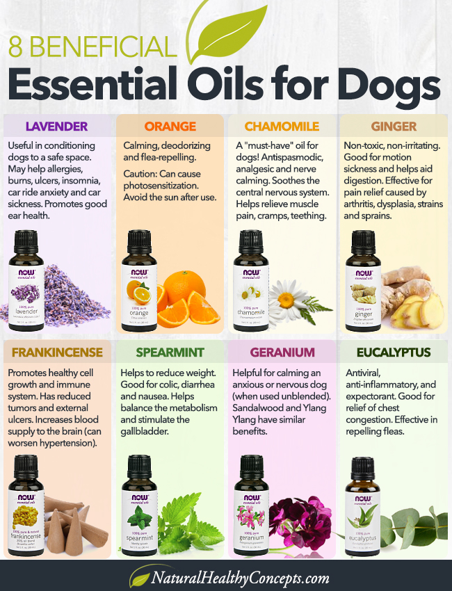 Are Young Living Essential Oils Safe For Pets at Serena Wolff blog