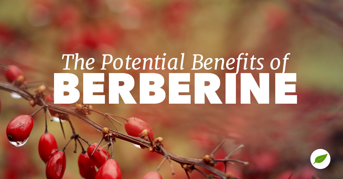 berberine benefits