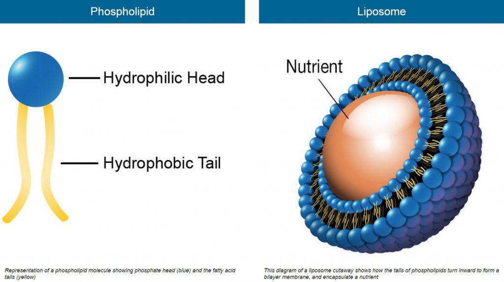 Gráfico liposomal lipoesférico