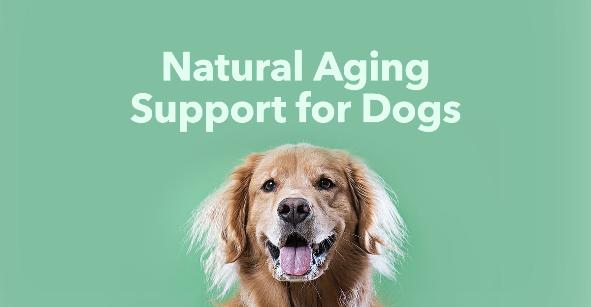 supplements-for-aging-dogs