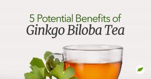Gingko-Biloba-Tea
