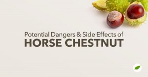 horse chestnut edible