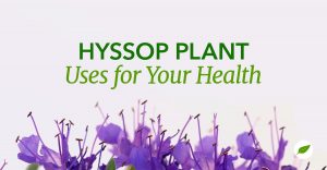 hyssop plant