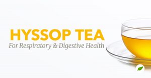 hyssop tea