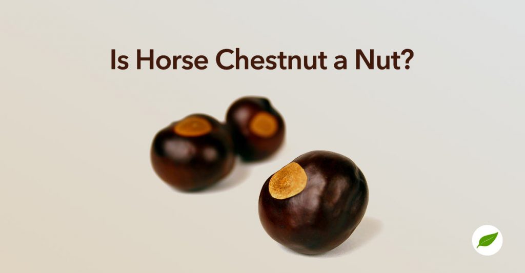 Honest Answers Is Horse Chestnut a Nut or What?