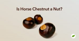 is horse chestnut a nut