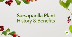 Sarsaparilla-Plant-Uses-Benefits
