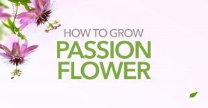 growing-passion-flower
