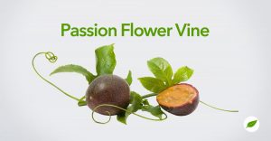 Passion-Flower-Vine