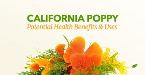 California poppy uses