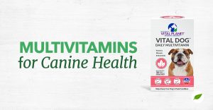 dog vitamins