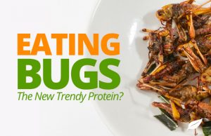 Crickets as nutrition