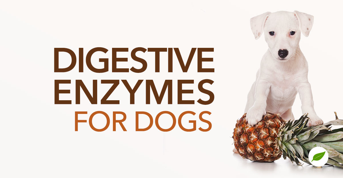 digestive-enzymes-for-dogs