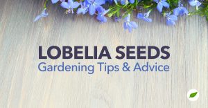 Lobelia-Seeds