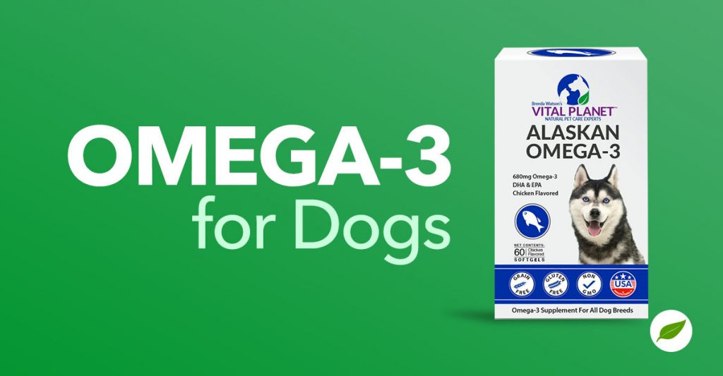 The Potential Benefits of Omega3 for Dogs Healthy Concepts with a