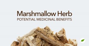 marshmallow-herb-benefits