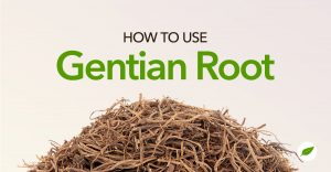 gentian root