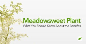 meadowsweet plant