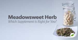meadowsweet herb