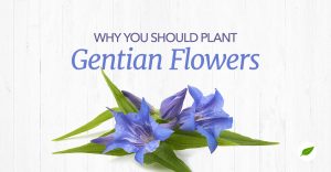 gentian flower