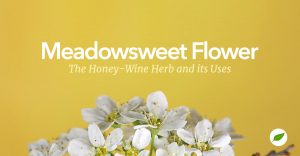 meadowsweet flower