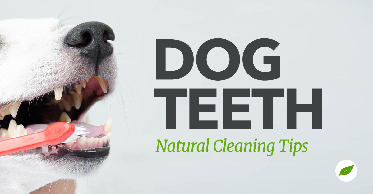 Dog-Teeth-Cleaning-Tips