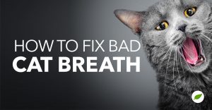 cat bad breath