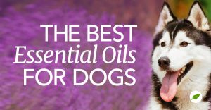 essential oils for dogs