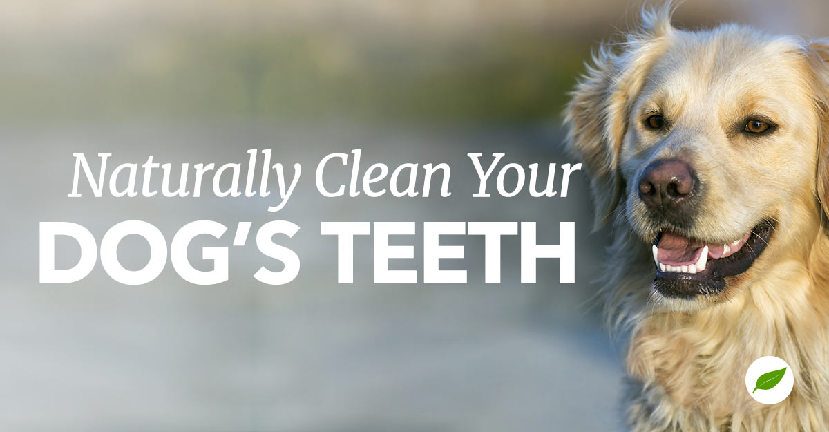 dog's teeth