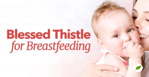 blessed thistle breastfeeding