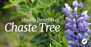 chaste tree benefits