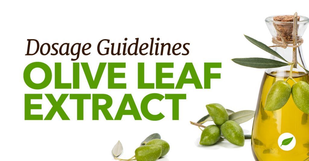 Curious About Olive Leaf Extract Dosage Guidelines?
