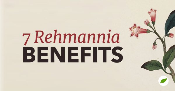 rehmannia benefits
