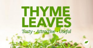Thyme-Leaves-Tasty-Attractive-Useful