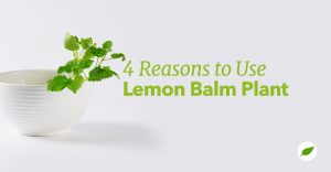 lemon-balm-plant