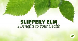 slippery elm benefits