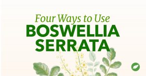 boswellia uses