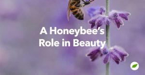 honeybees