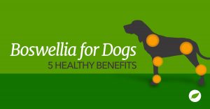 boswellia for dogs