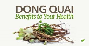 dong quai benefits
