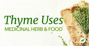 Thyme-Uses-Health