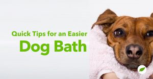 dog bath