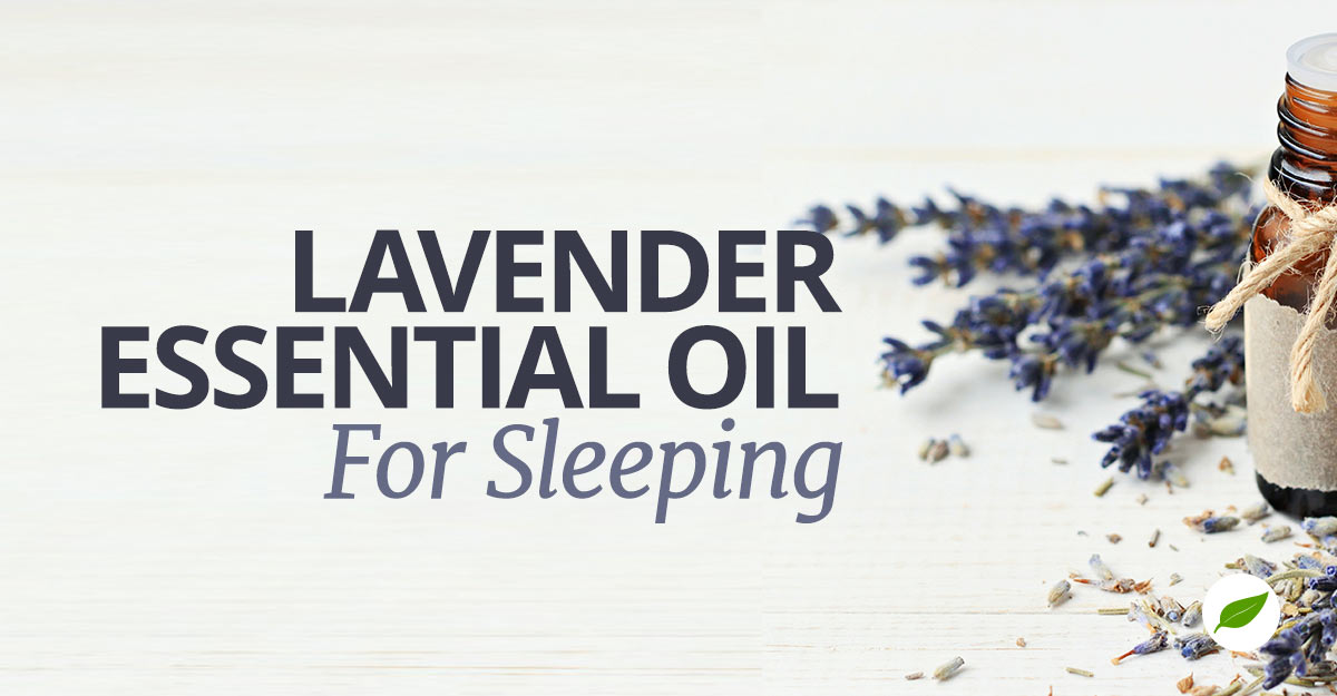 Lavender-Sleeping