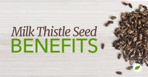 Milk-Thistle-Seed-Benefits
