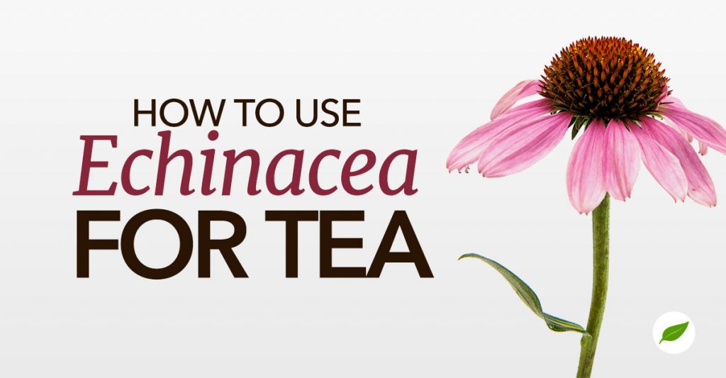 How to Use Echinacea for a Healthy Seasonal Tea