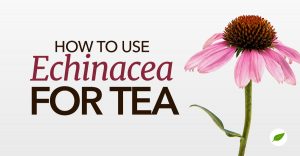 how to use Echinacea