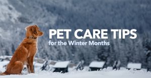 pet care tips